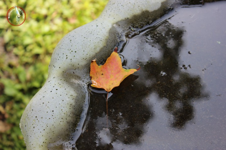 leafinbirdbath