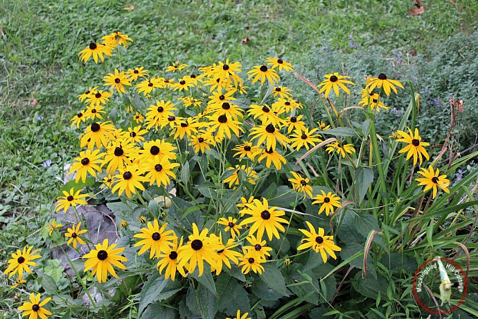 monblackeyedsusans