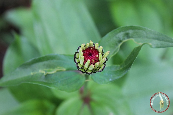 monzinnia