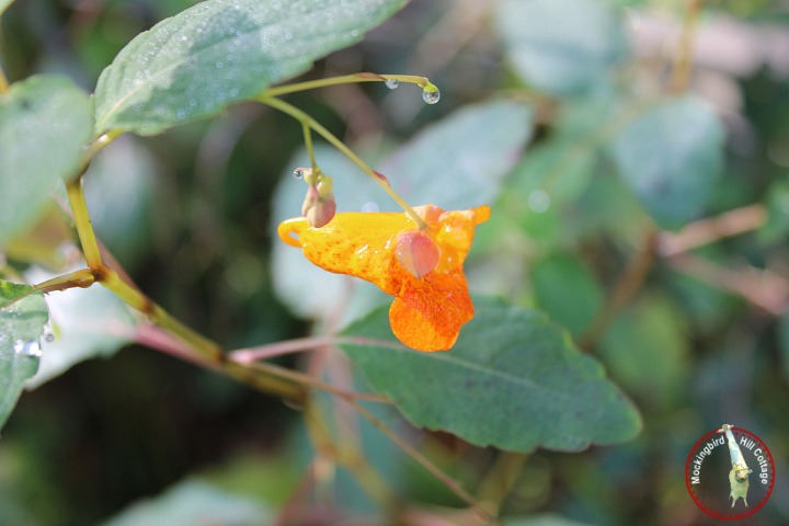 orangeweed2