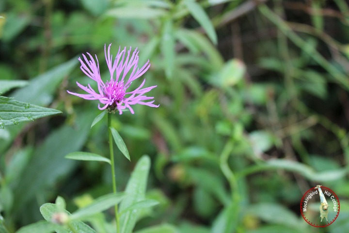 prettypurpleweed