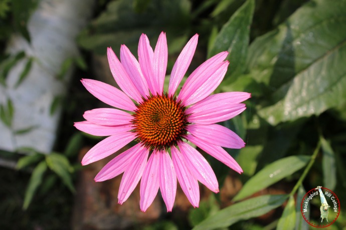 purpleconeflower