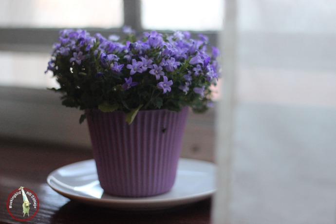 purpleflowers2