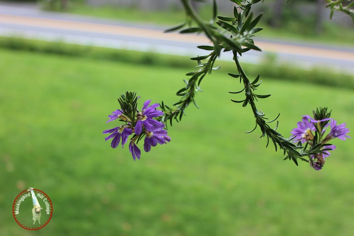 purpleplant