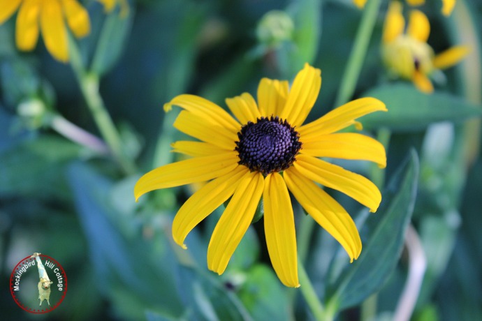 thursbrowneyedsusans