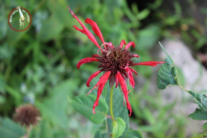 thurslastbeebalm