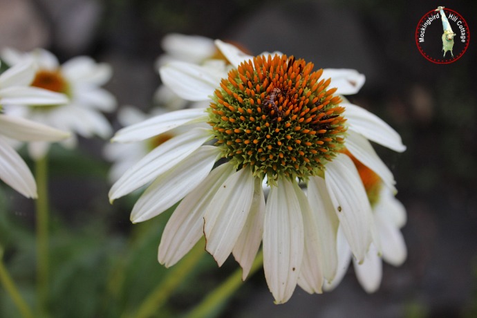 whiteconeflower