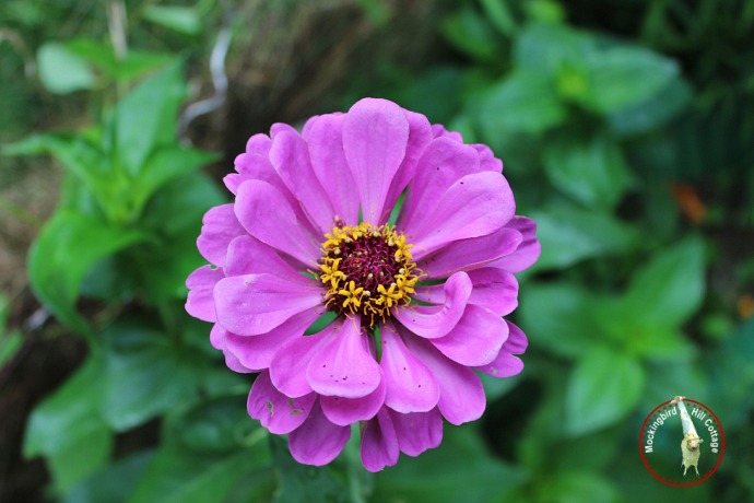 zinnia