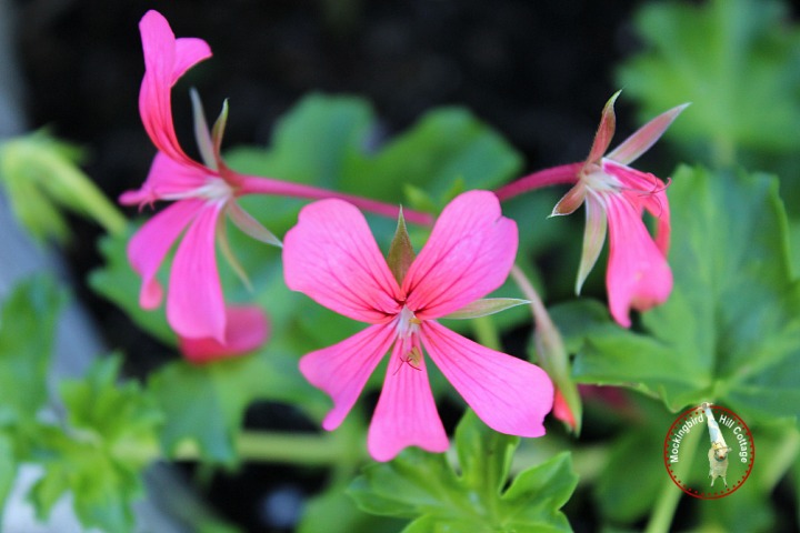 geranium