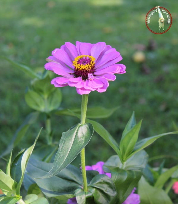 giantzinnia