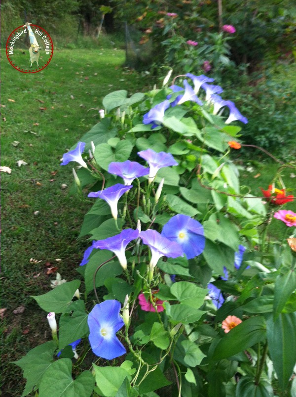 morningglories1