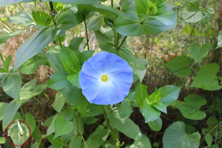 morningglory1