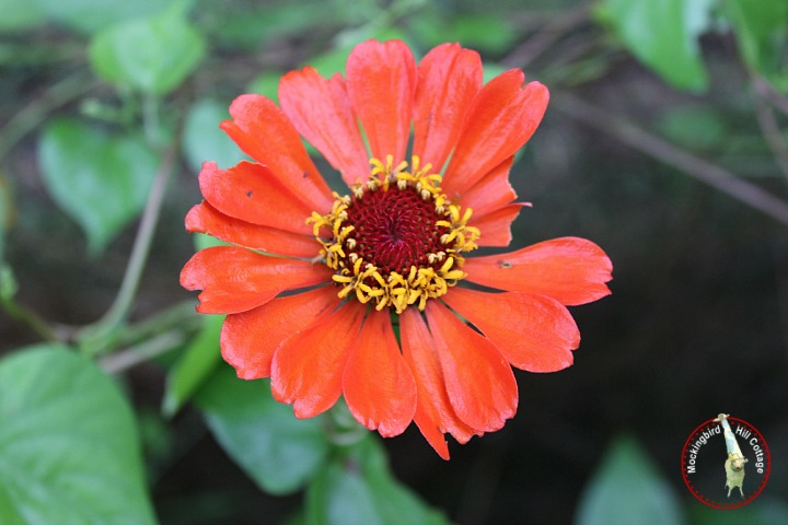 orangezinnia