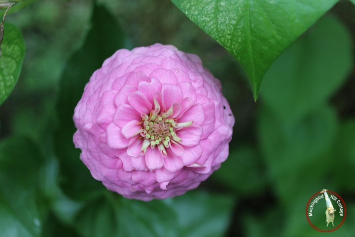 pinkzinnia