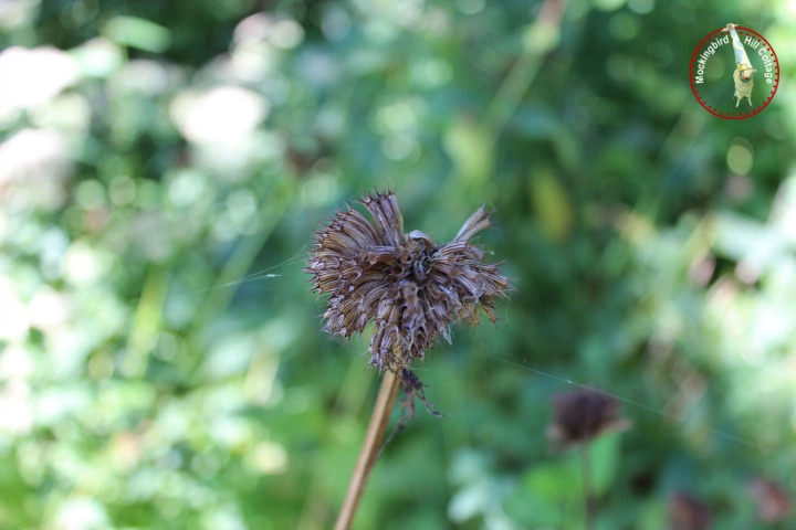 thursbeebalm