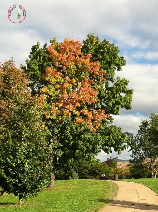 tuesfallcolor