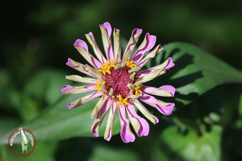 unfurlingzinnia2