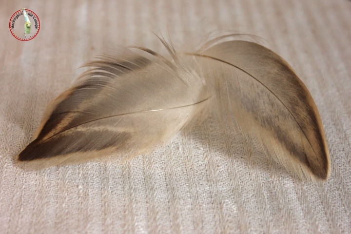 wedfeathers