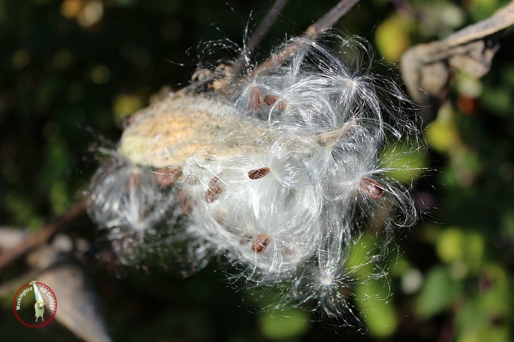 milkweed