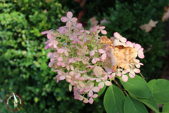 mondayhydrangea