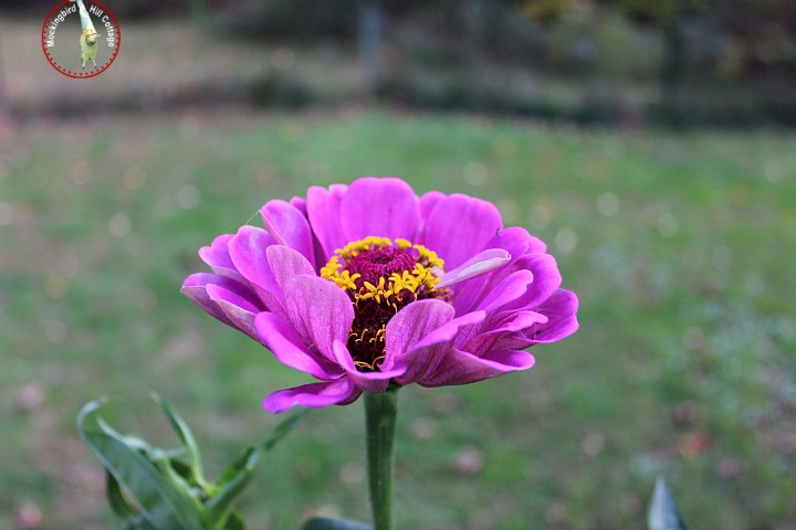 mondayzinnia