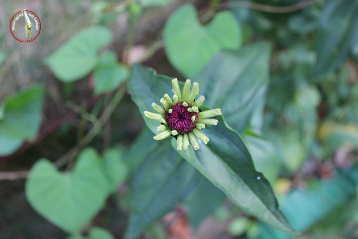 mondayzinnia2