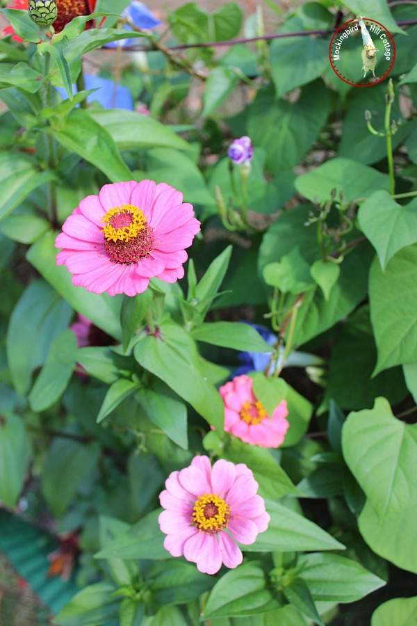 mondayzinnia4