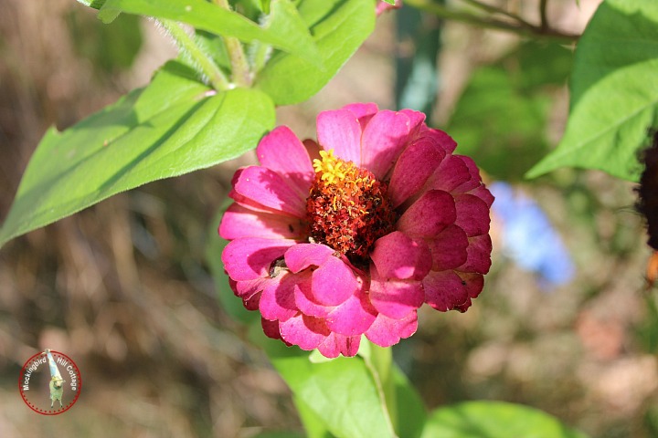 mondayzinnia6