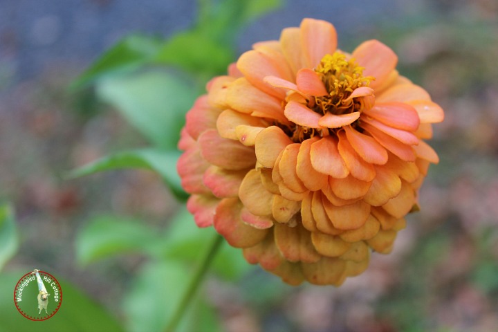 mondayzinnia7