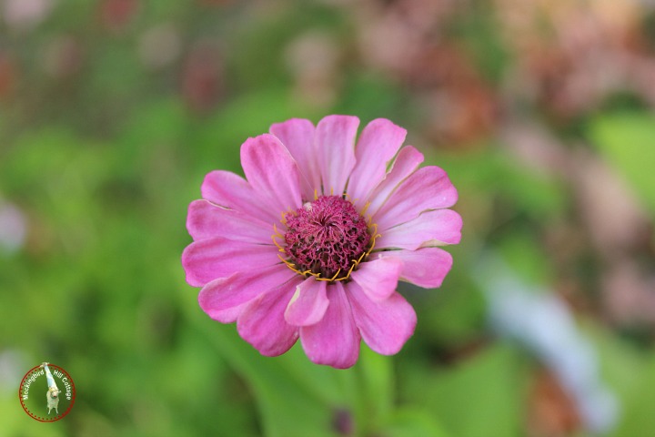 mondayzinnia8