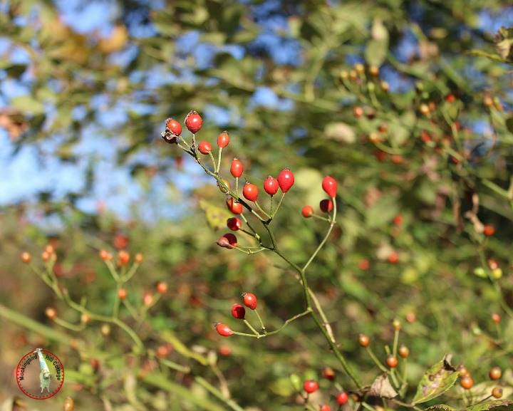 rosehips