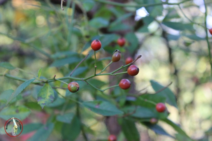 rosehips2