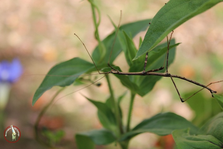 walkingstickbug1