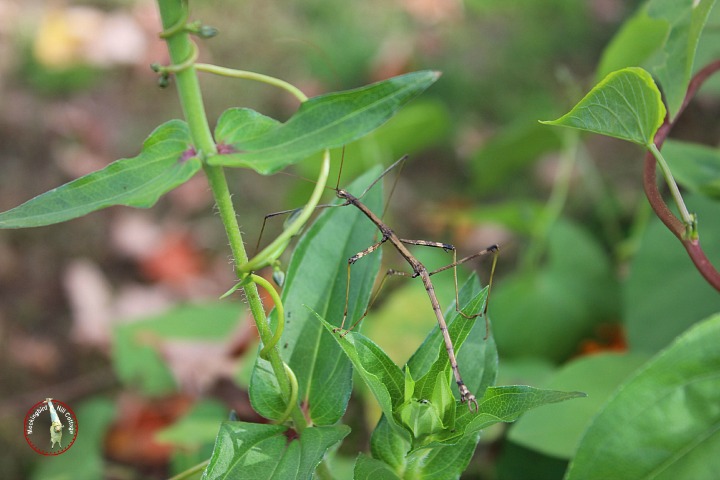 walkingstickbug2