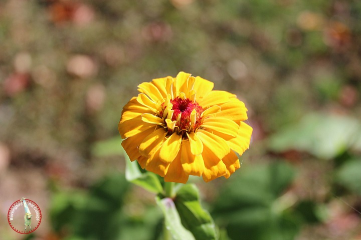 yellowzinnia