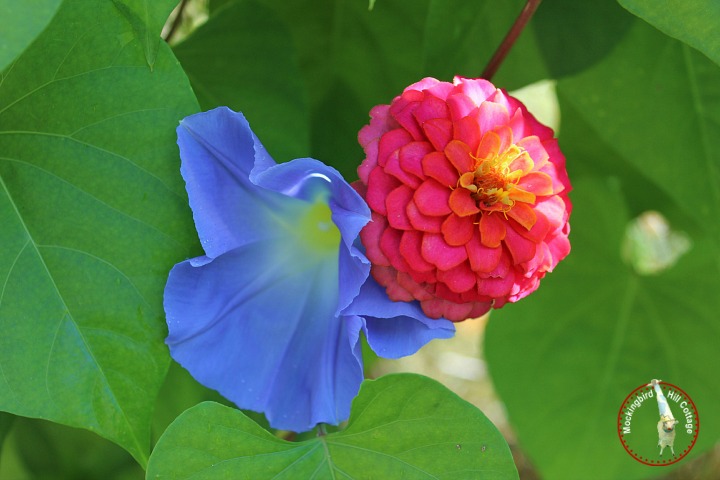 zinnia&morningglory