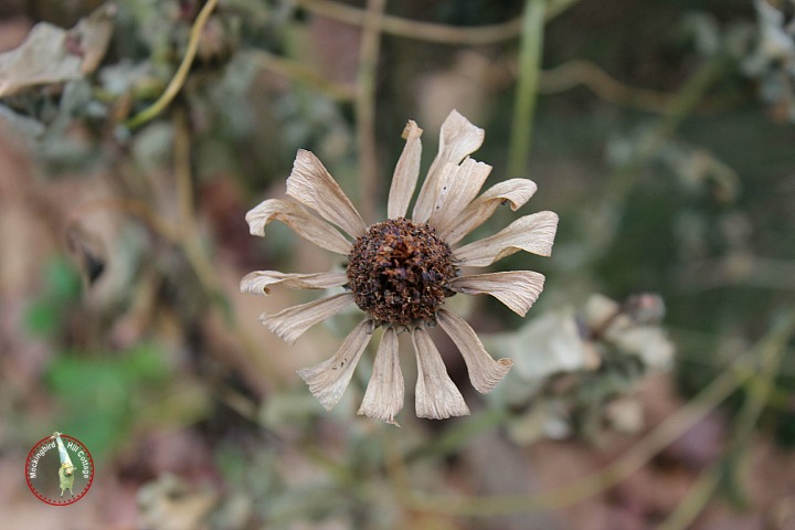 brownzinnia2