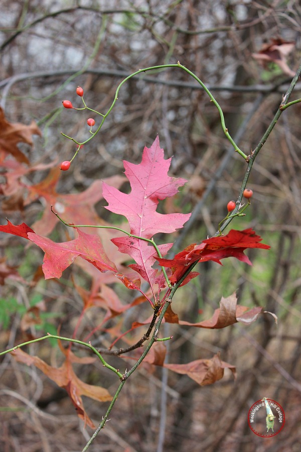 frileaves