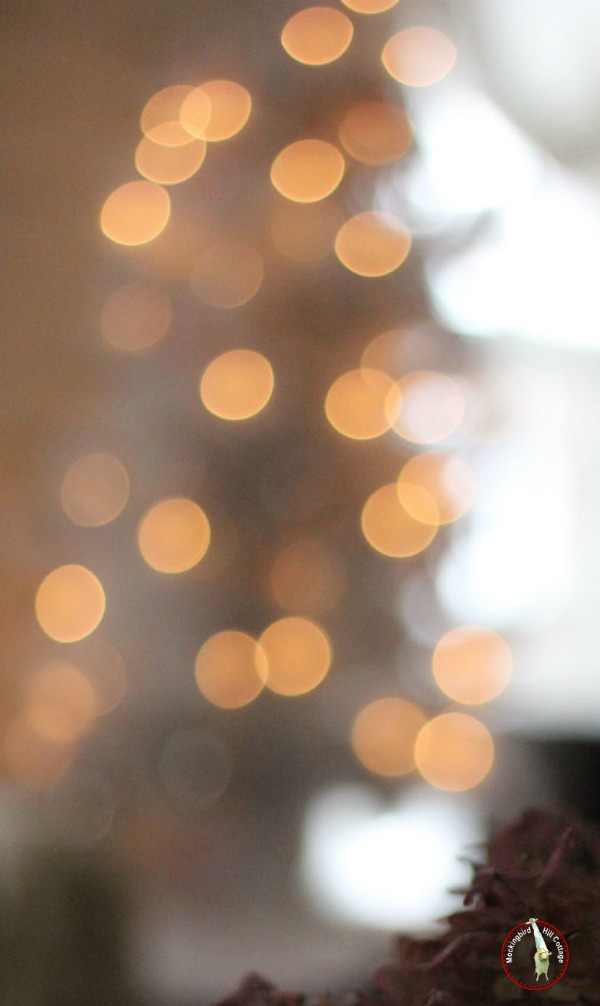 whitetreebokeh