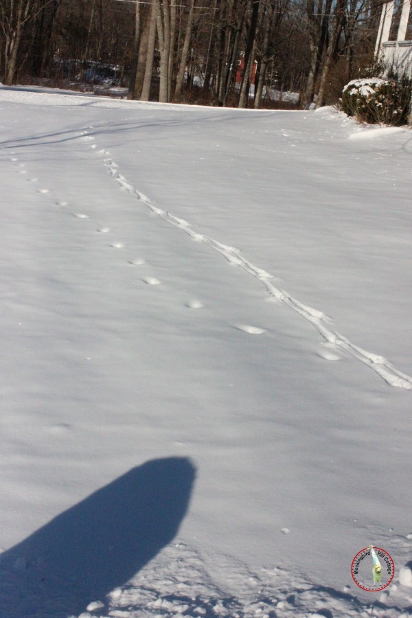 deertracks