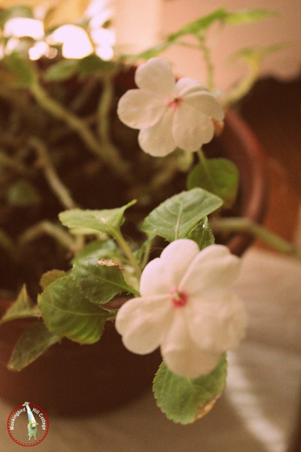 impatiens