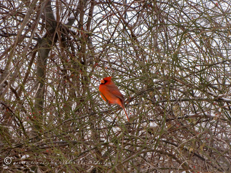 cardinal2