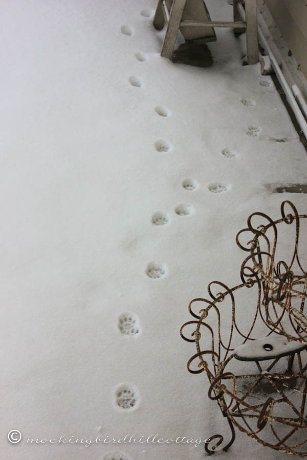 cattracks