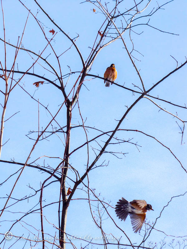 robins2