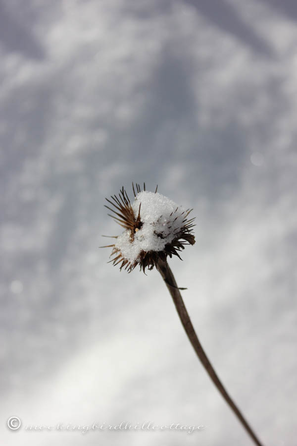 snowyconeflower