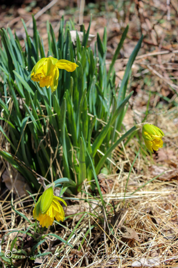 daffs