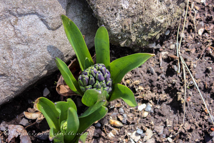 hyacinths