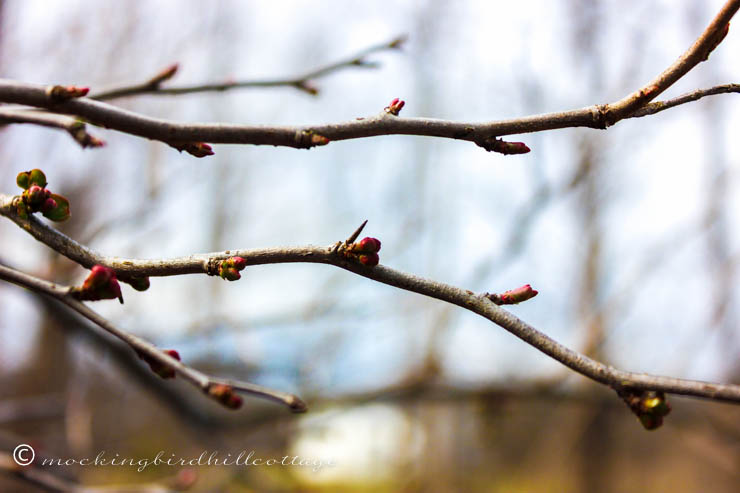 saturdaybuds