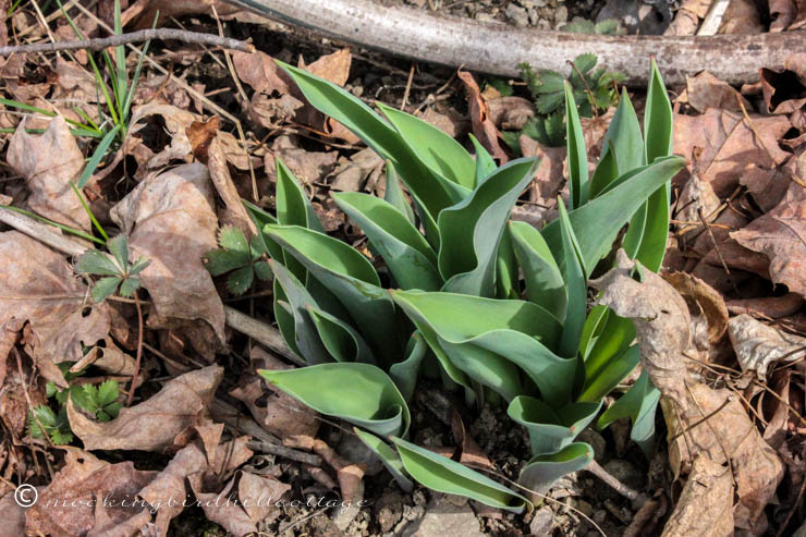 saturdaytulips