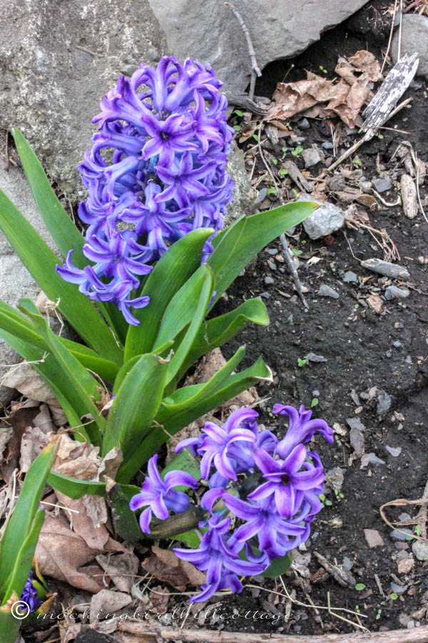 wedhyacinths